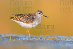 Photos of Wood Sandpiper (Tringa glareola)