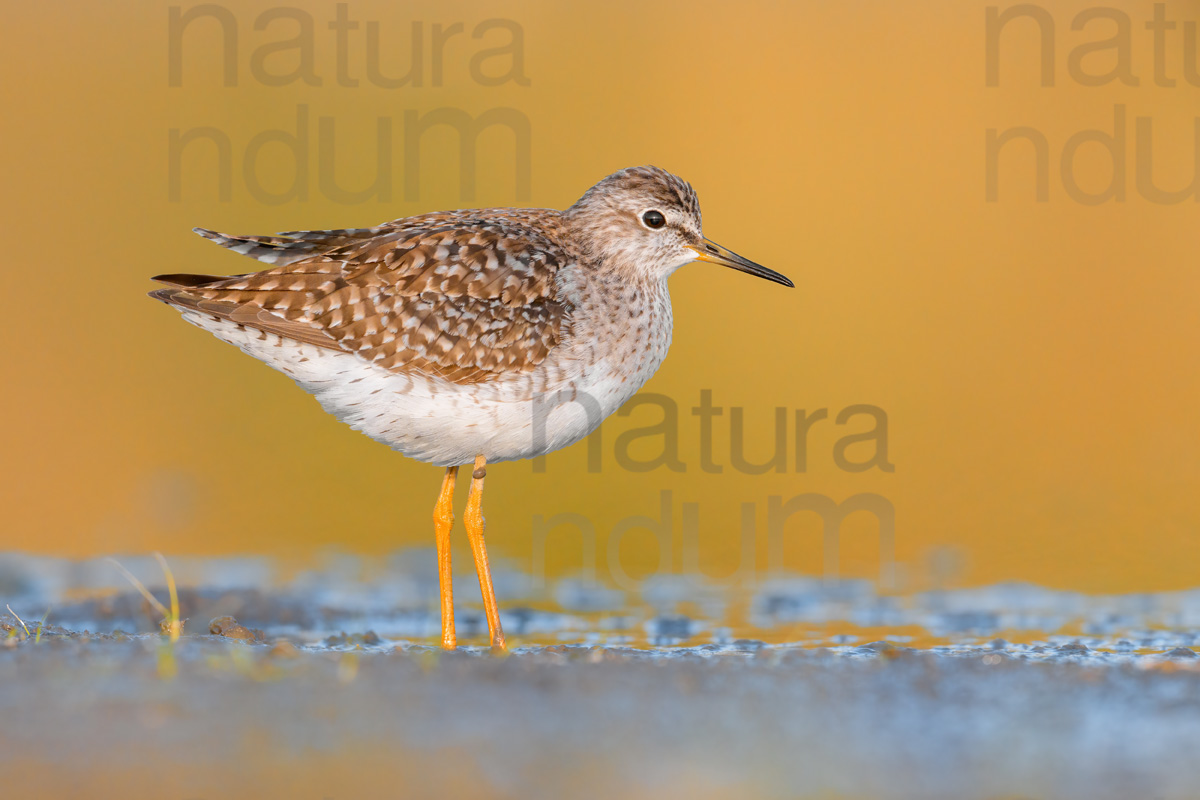 Foto di Piro piro boschereccio (Tringa glareola)