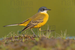 Foto di Cutrettola (Motacilla flava)