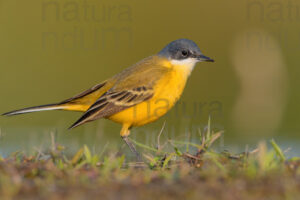 Foto di Cutrettola (Motacilla flava)