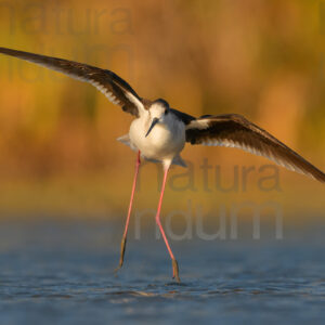 Foto di Cavaliere d'Italia (Himantopus himantopus)