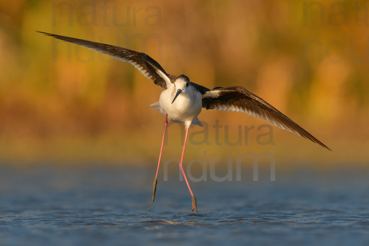 Black-winged Stilt images (Himantopus himantopus)