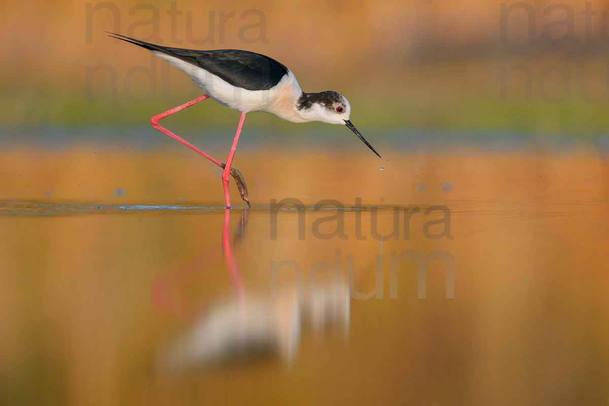 Foto di Cavaliere d'Italia (Himantopus himantopus)