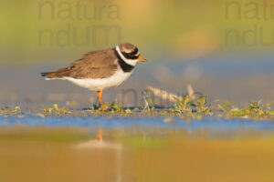 Foto di Corriere grosso (Charadrius hiaticula)