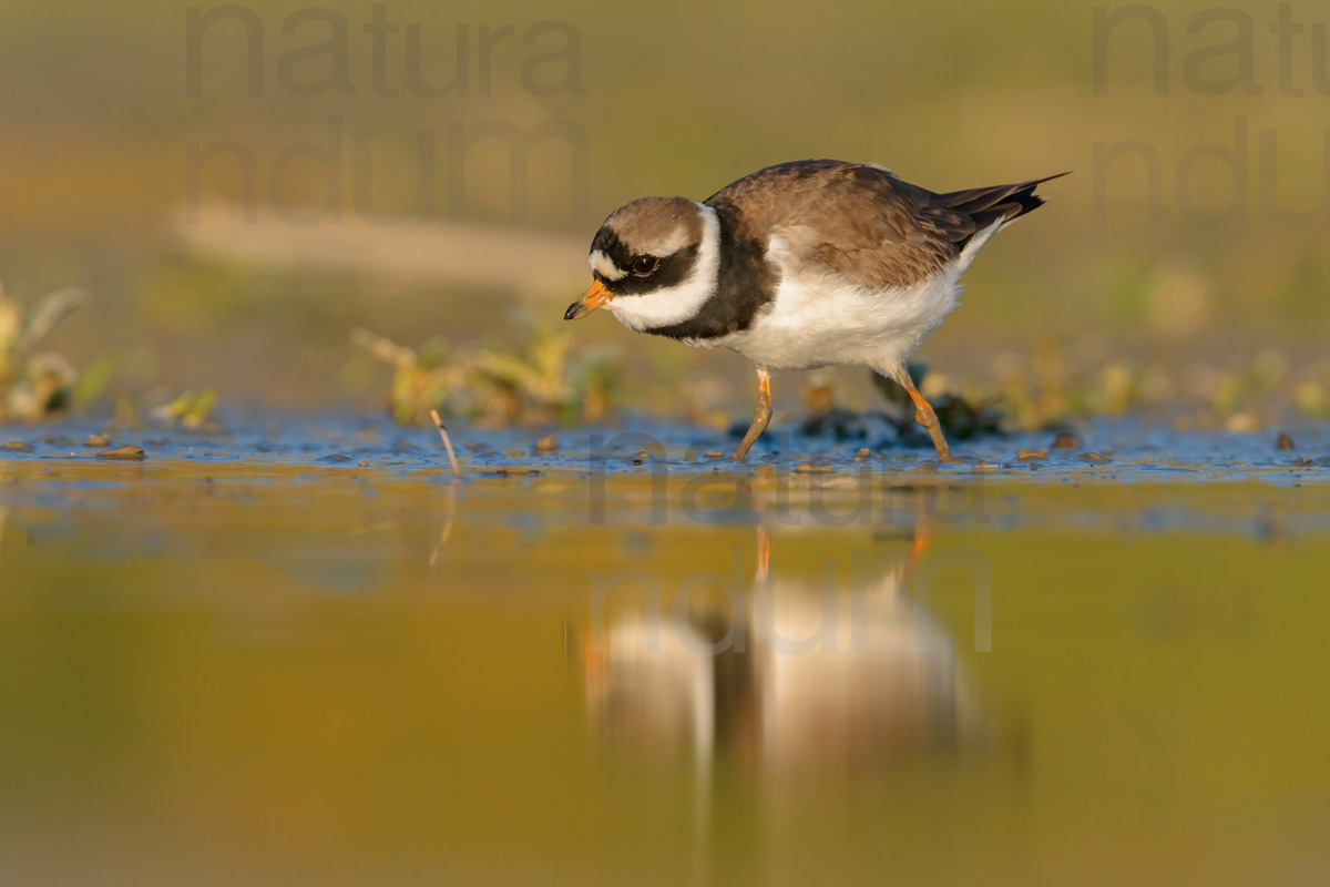 Foto di Corriere grosso (Charadrius hiaticula)