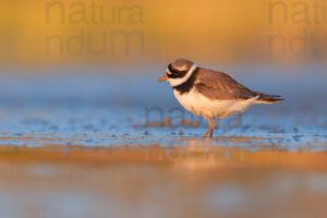 Photos of Common Ringed Plover (Charadrius hiaticula)