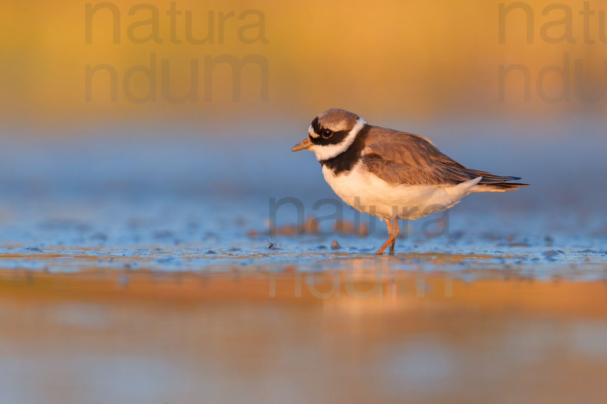 Foto di Corriere grosso (Charadrius hiaticula)