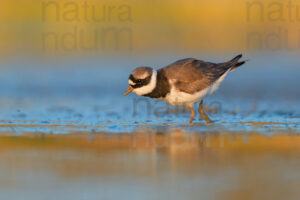 Photos of Common Ringed Plover (Charadrius hiaticula)