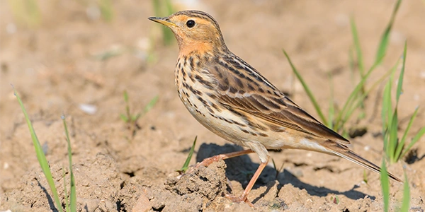 Photos of passerines