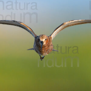 Foto di Piovanello comune (Calidris ferruginea)