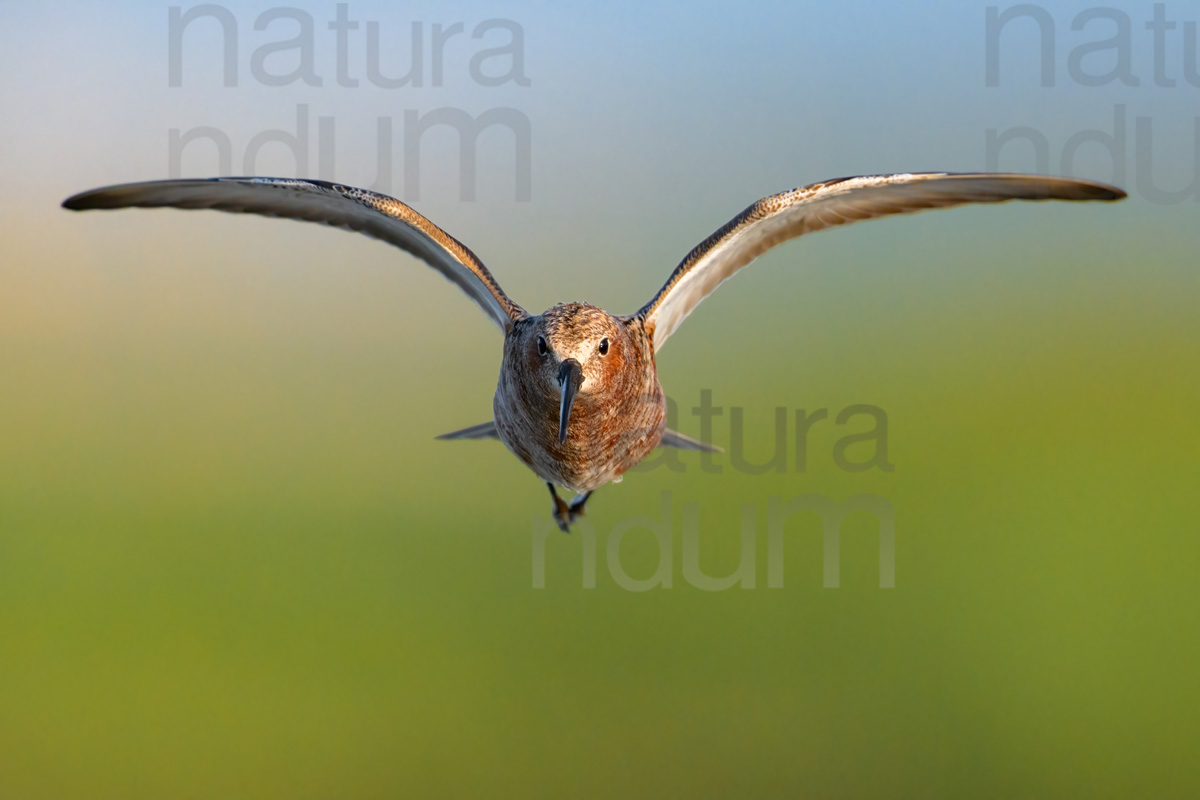 Foto di Piovanello comune (Calidris ferruginea)