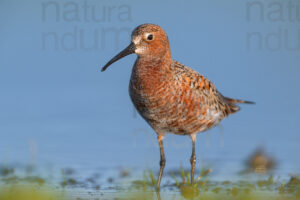 Foto di Piovanello comune (Calidris ferruginea)