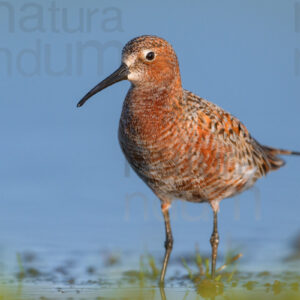 Photos of Curlew Sandpiper (Calidris ferruginea)