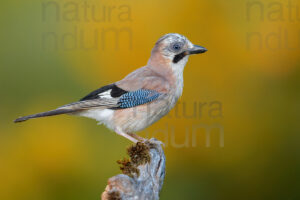 Foto di Ghiandaia comune (Garrulus glandarius)