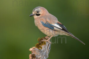 Photos of Eurasian Jay (Garrulus glandarius)