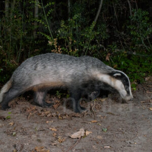 Photos of European badger (Meles meles)