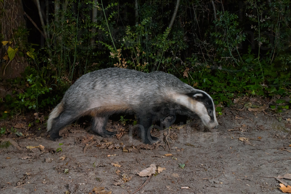 Photos of European badger (Meles meles)