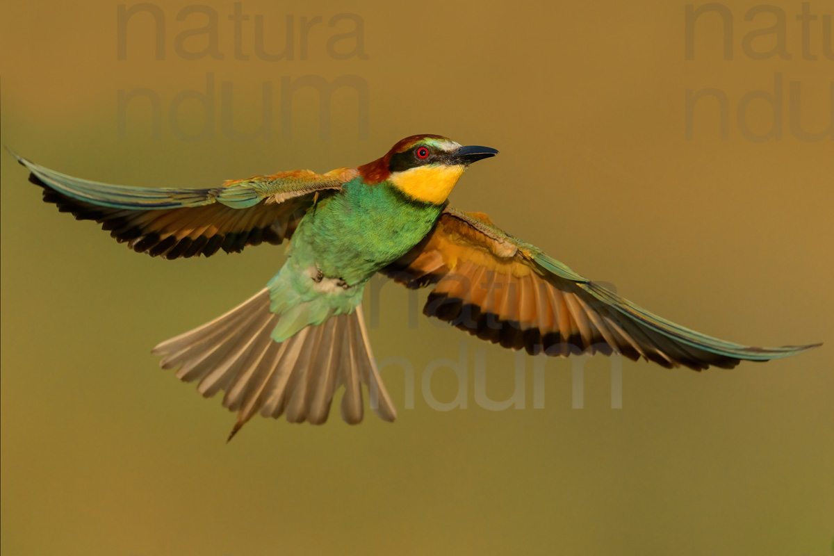 Foto di Gruccione (Merops apiaster)