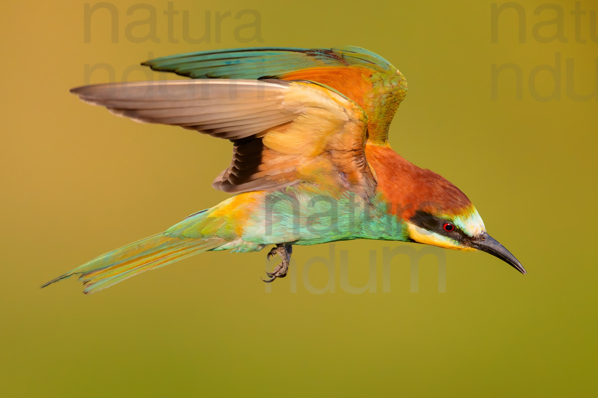 Foto di Gruccione (Merops apiaster)