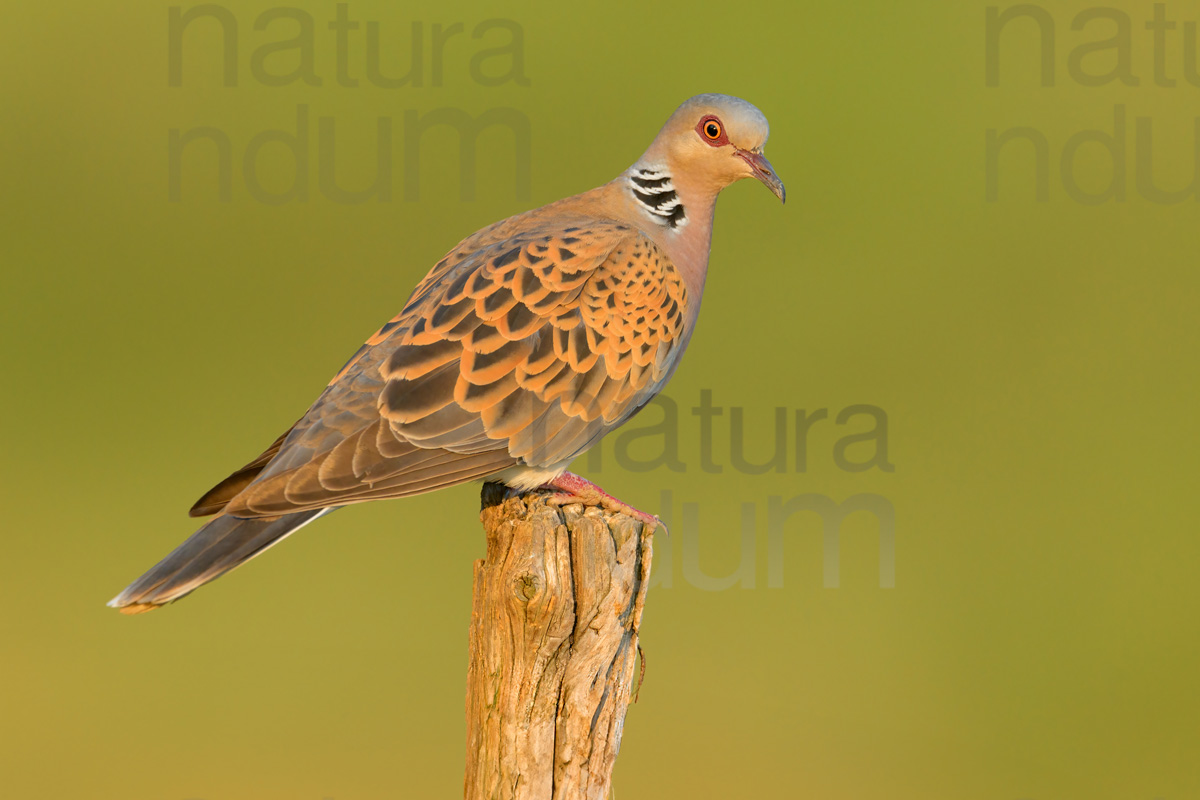 Photos of European Turtle Dove (Streptopelia turtur)