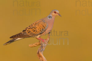 Photos of European Turtle Dove (Streptopelia turtur)