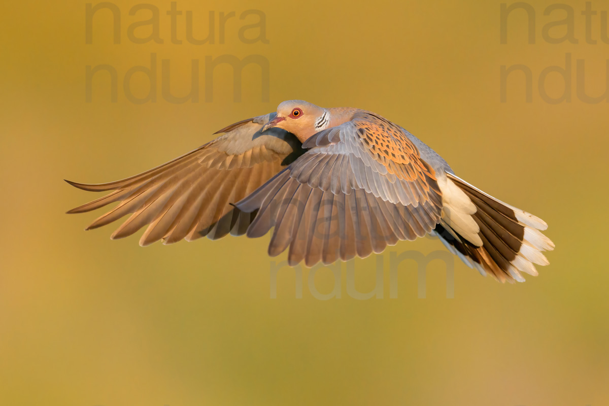 Foto di Tortora selvatica (Streptopelia turtur)