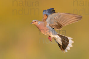 Photos of European Turtle Dove (Streptopelia turtur)