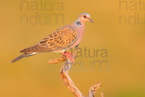 Photos of European Turtle Dove (Streptopelia turtur)