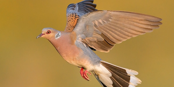 foto di uccelli