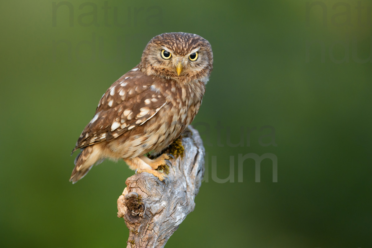 Foto di Civetta (Athene noctua)