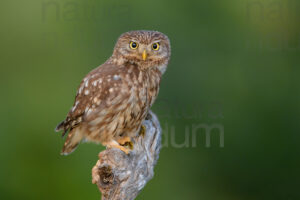 Foto di Civetta (Athene noctua)