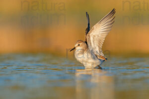 Photos of Little Stint (Calidris minuta)