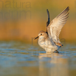 Photos of Little Stint (Calidris minuta)