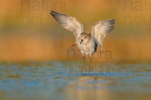 Foto di Gambecchio comune (Calidris minuta)