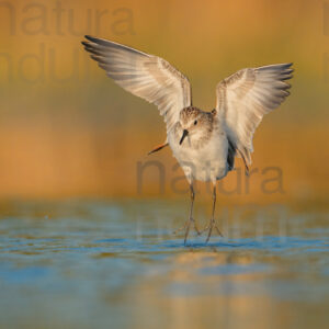 Foto di Gambecchio comune (Calidris minuta)