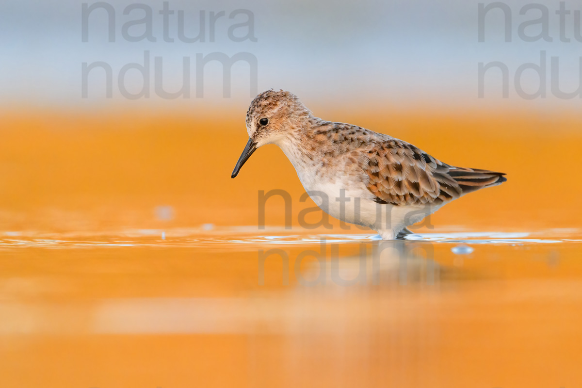 Foto di Gambecchio comune (Calidris minuta)