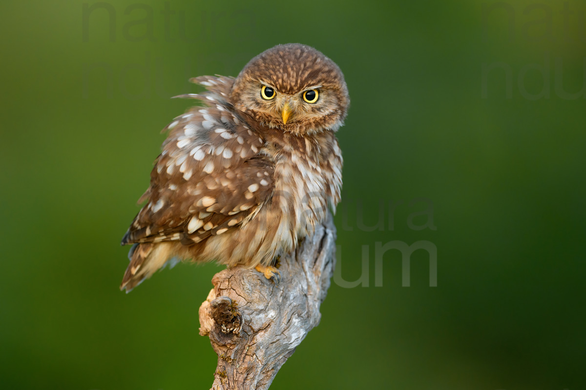 Foto di Civetta (Athene noctua)