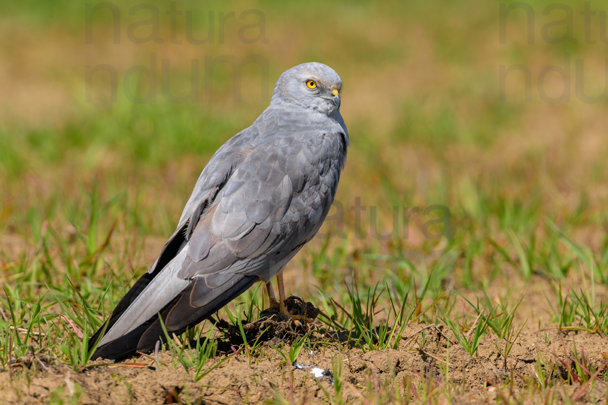 Photos of Montagu's Harrier (Circus pygargus)