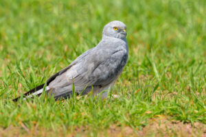 Photos of Montagu's Harrier (Circus pygargus)