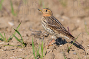 Foto di Pispola golarossa (Anthus cervinus)