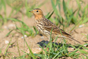 Photos of Red-throated Pipit (Anthus cervinus)