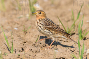 Foto di Pispola golarossa (Anthus cervinus)