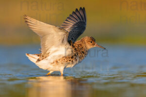 Foto di Combattente (Calidris pugnax)