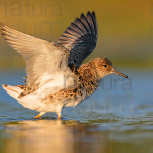 Foto di Combattente (Calidris pugnax)