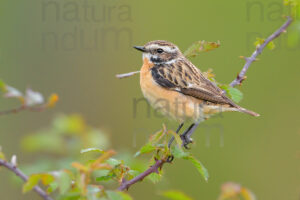 Foto di Stiaccino (Saxicola rubetra)