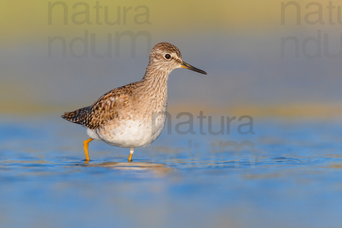 Photos of Wood Sandpiper (Tringa glareola)