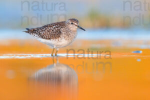 Photos of Wood Sandpiper (Tringa glareola)