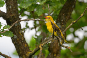 Photos of Eurasian Golden Oriole (Oriolus oriolus)