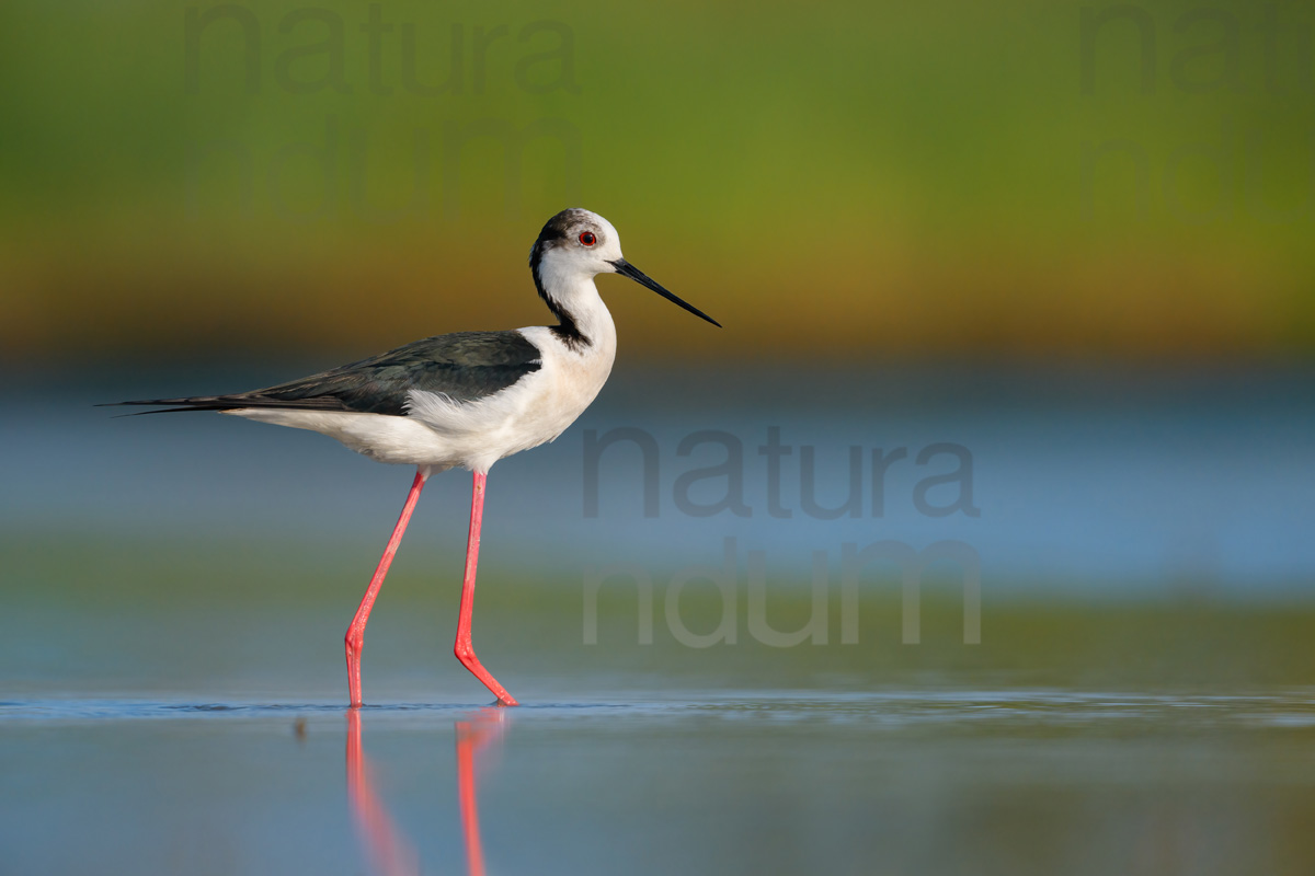 Foto di Cavaliere d'Italia (Himantopus himantopus)