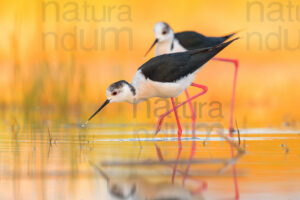 Black-winged Stilt images (Himantopus himantopus)